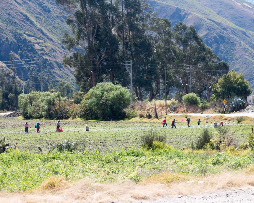 Choquequirao Trek