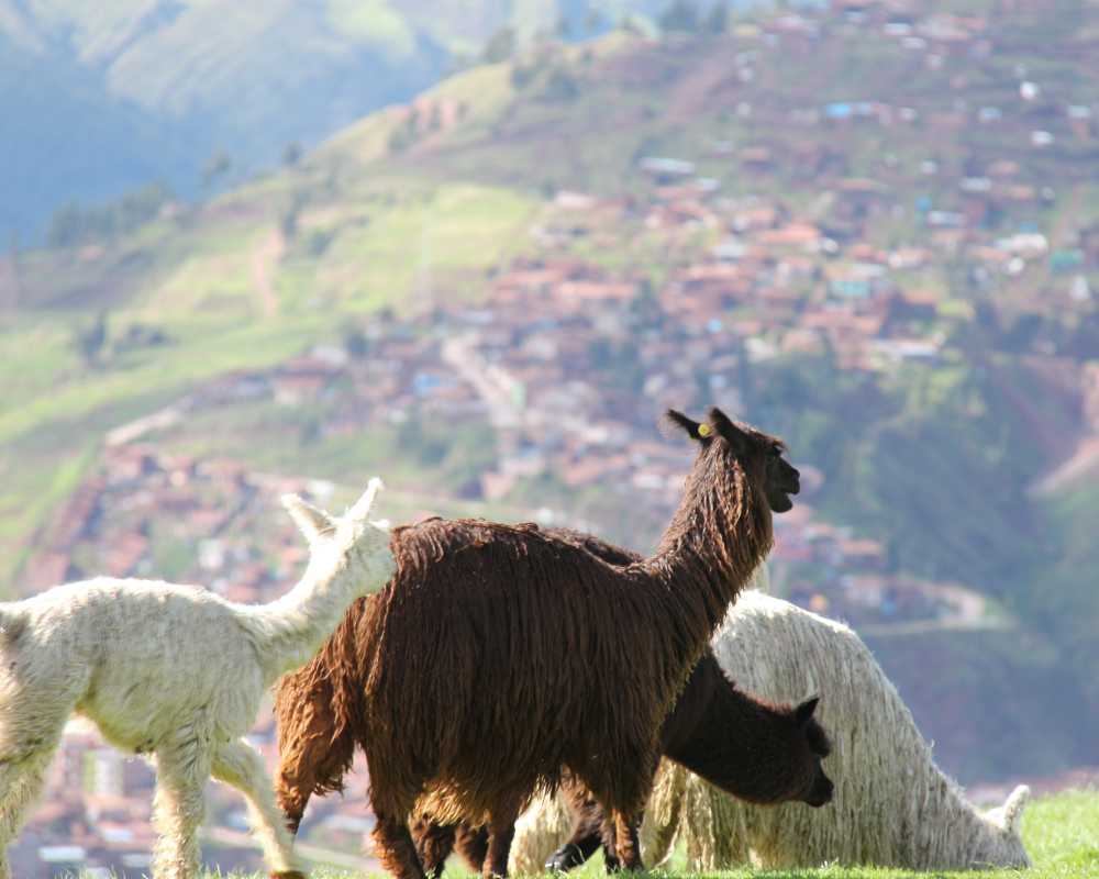 cuzco travel guide