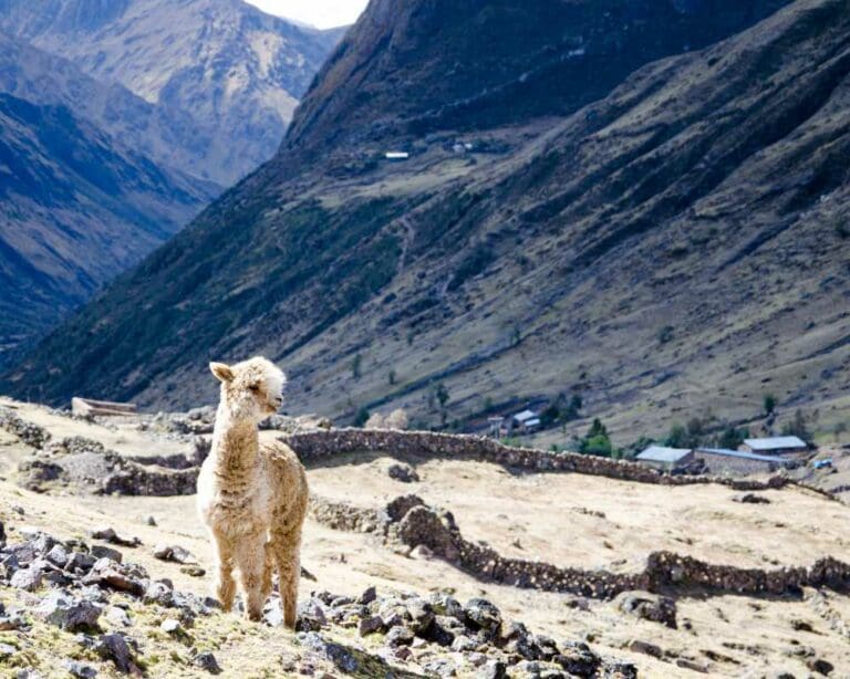 Lares Trek to Machu Picchu travel guide: top tips, routes, and packing essentials
