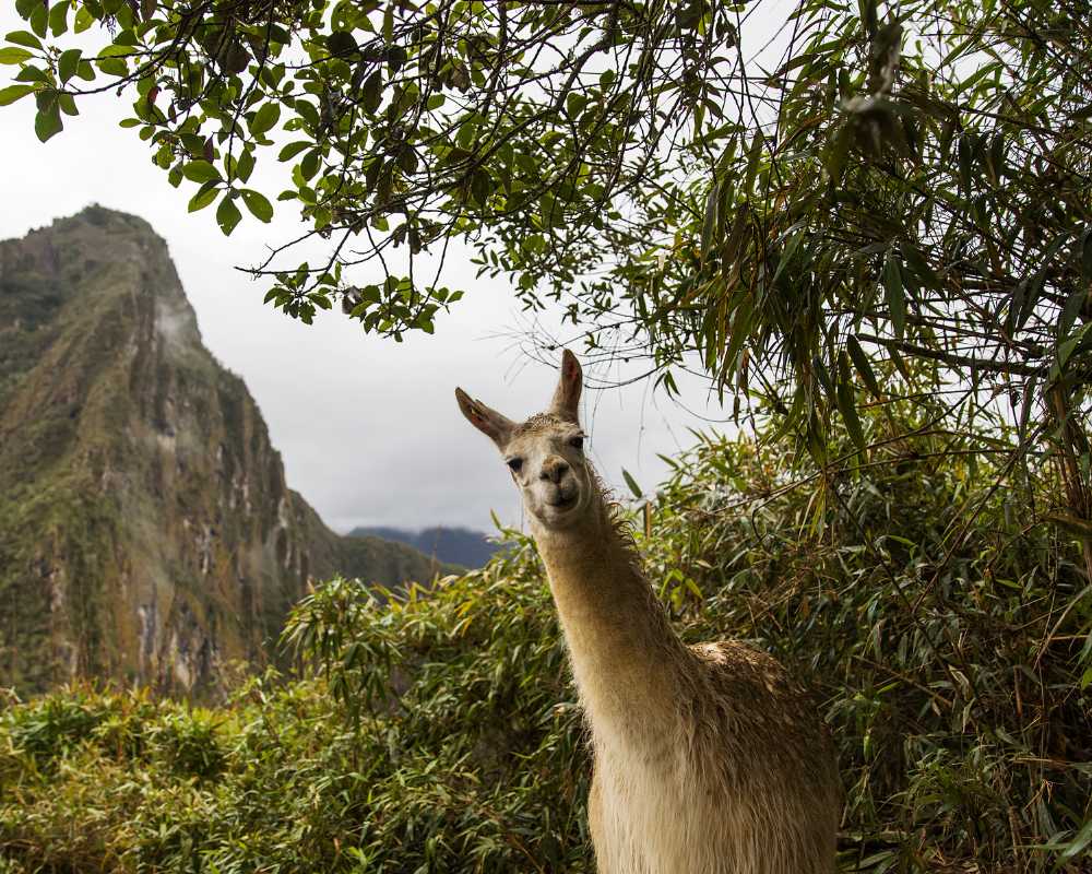 peru in april