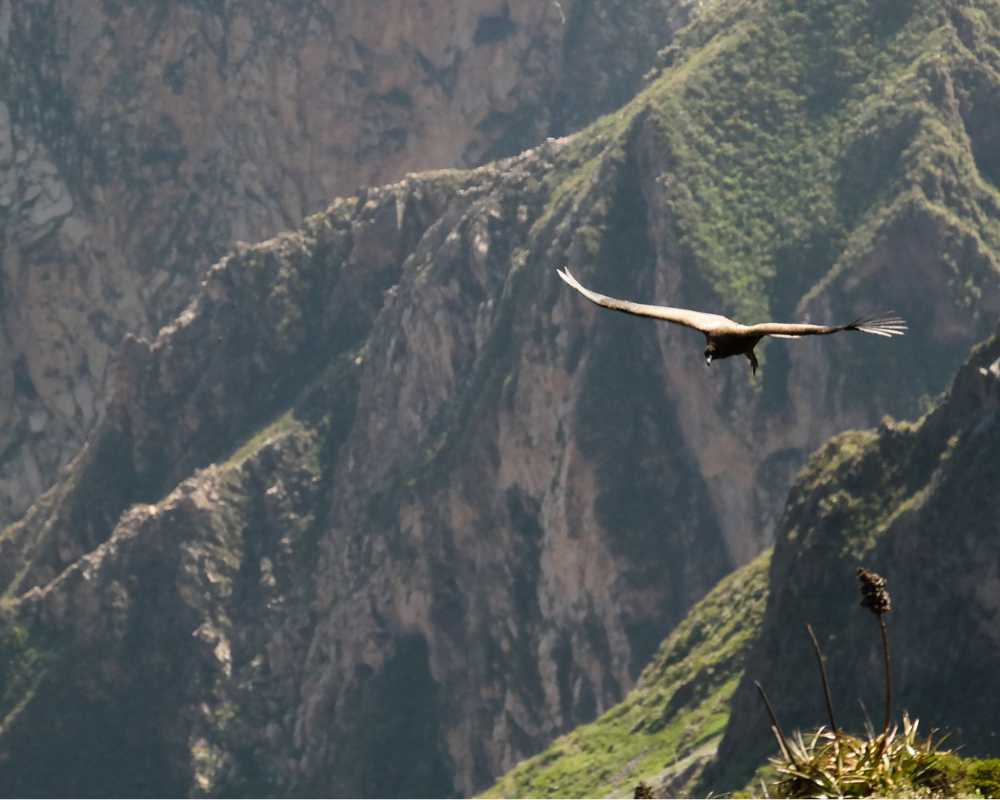 Lares Trek to Machu Picchu