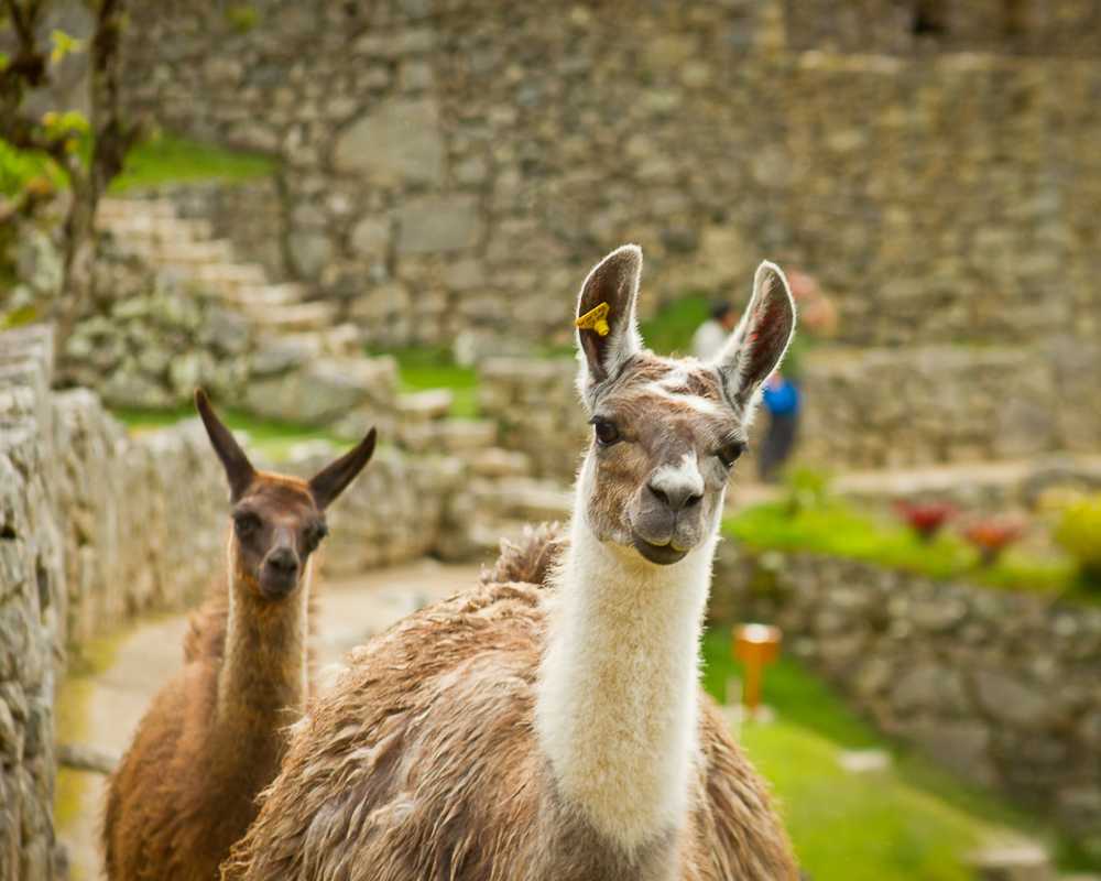 machu picchu hike